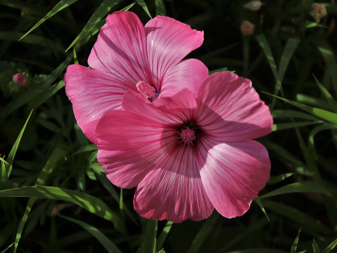 Два розовых цветка лавантеры в траве