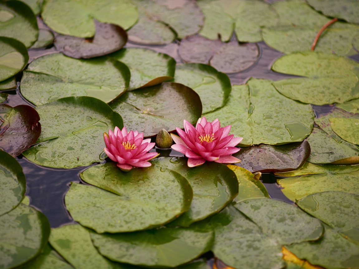 Две розовые водяные лилии с бутонами и зелеными листьями в пруду 