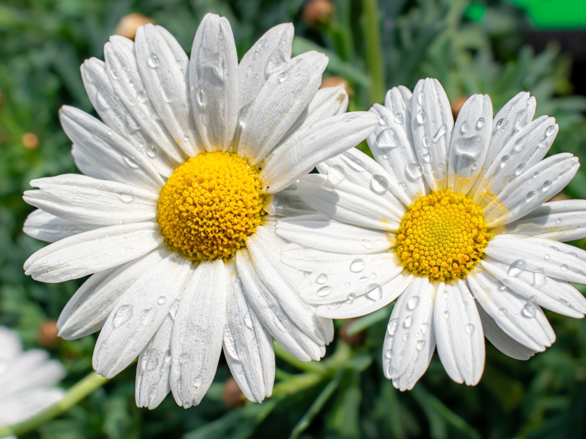 Две белые ромашки в каплях росы на клумбе