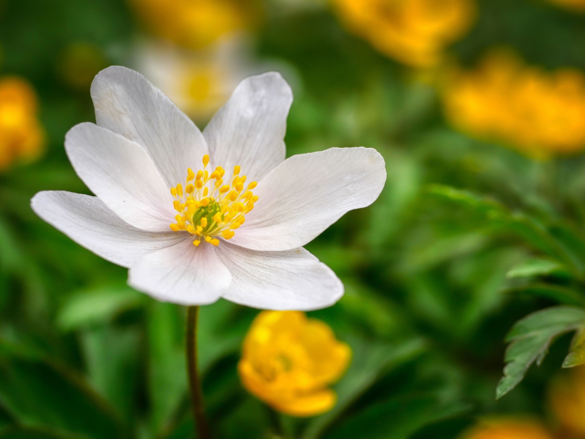 Белый цветок анемоны с нежными лепестками на зеленом фоне 