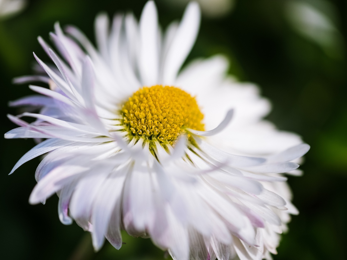 Белый цветок астры крупным планом 