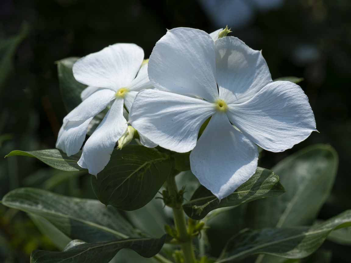 Белые красивые цветы Катарантус