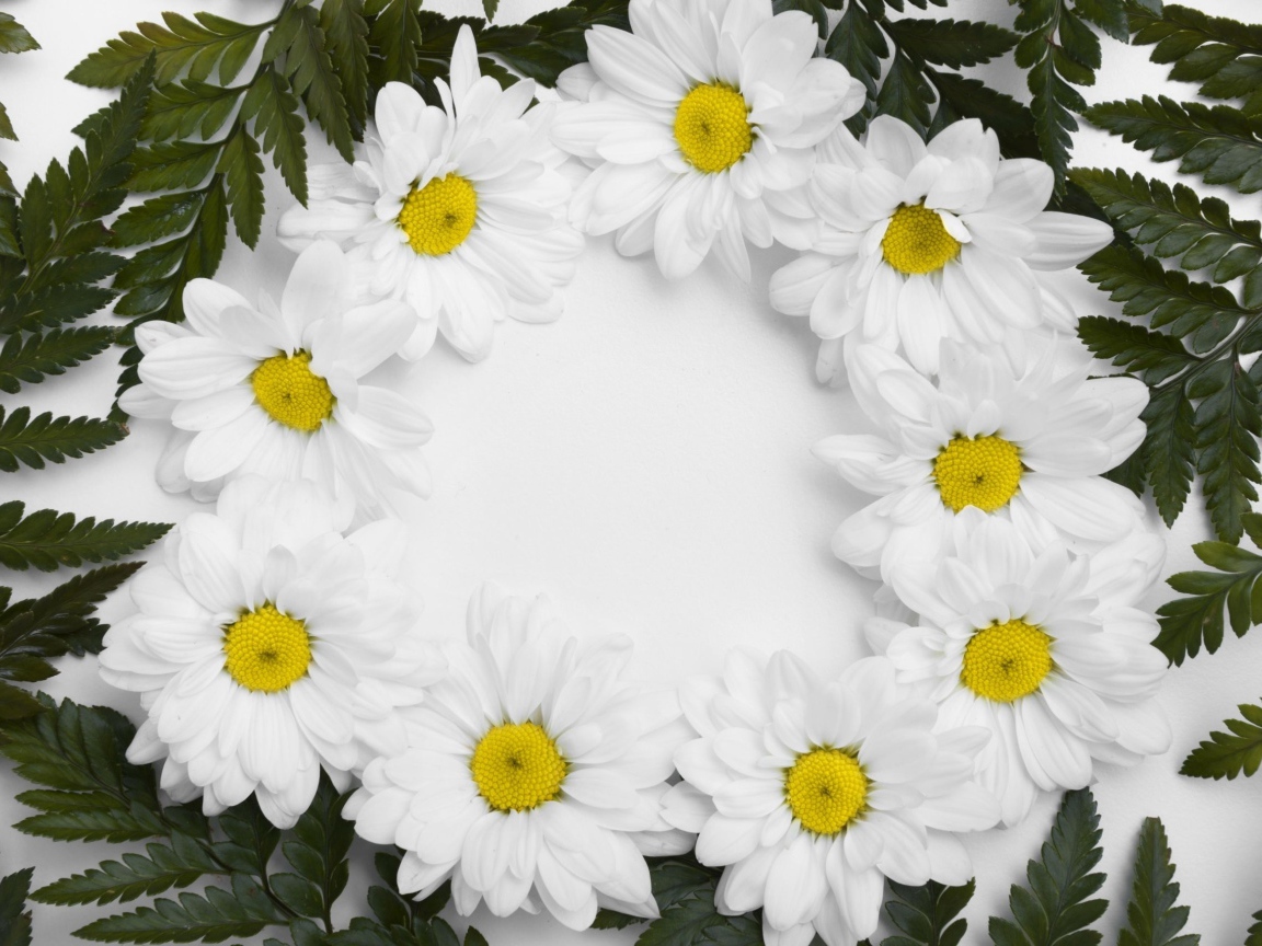 Белые цветы хризантемы с зелеными листьями на белом фоне 