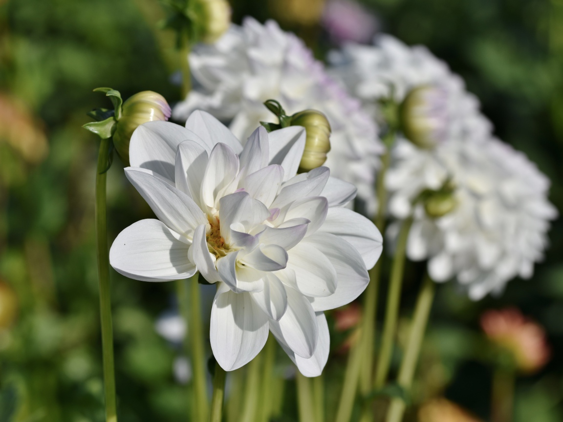 Белые георгины с бутонами в лучах солнца на клумбе