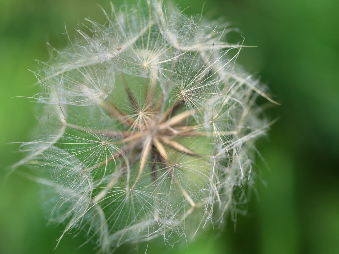 Белые семена одуванчика крупным планом