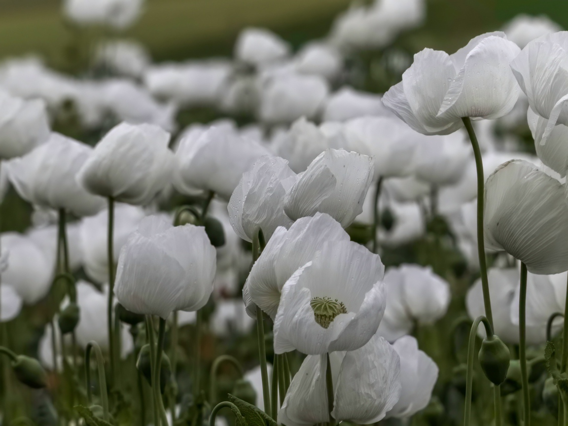 Белые маки с бутонами крупным планом