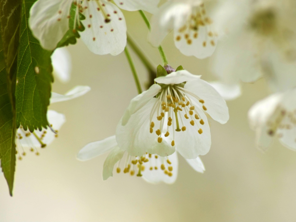 Белые весенние цветы вишни с зелеными листьями 