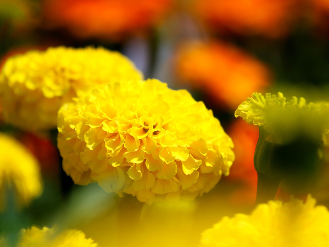 Желтые красивые бархатцы