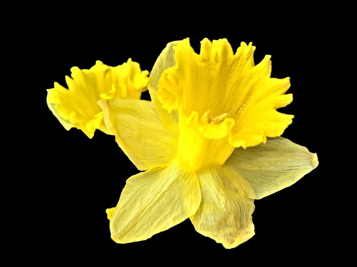 Желтый цветок нарцисса на черном фоне крупным планом