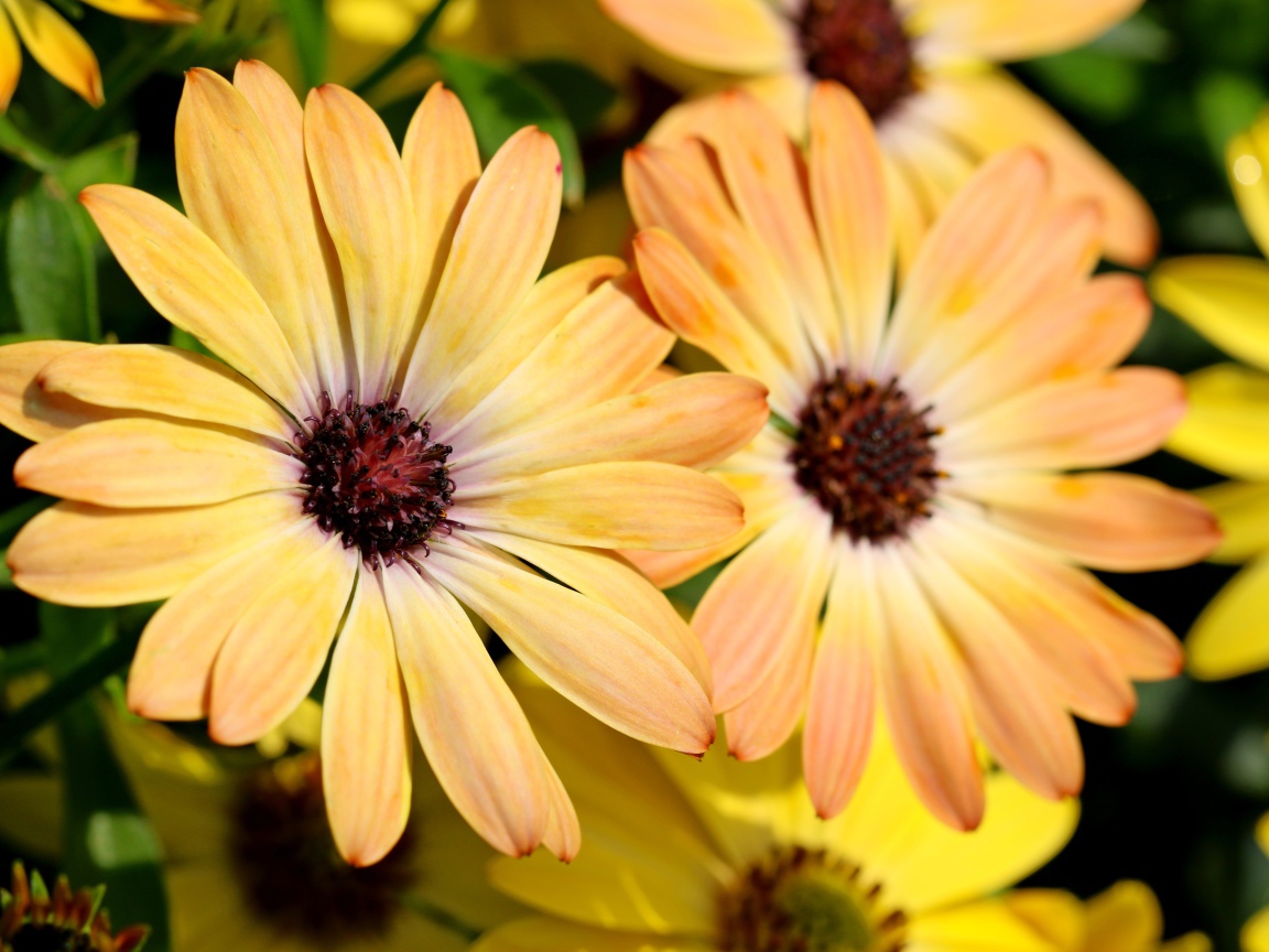 Желтые цветы  Остеоспермум крупным планом 