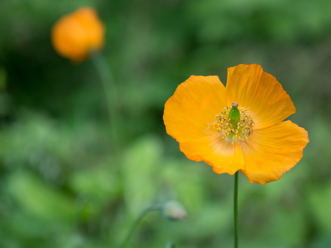 Желтые цветы эшшольция крупным планом