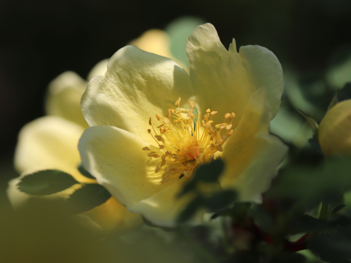 Желтые цветы дикой розы крупным планом