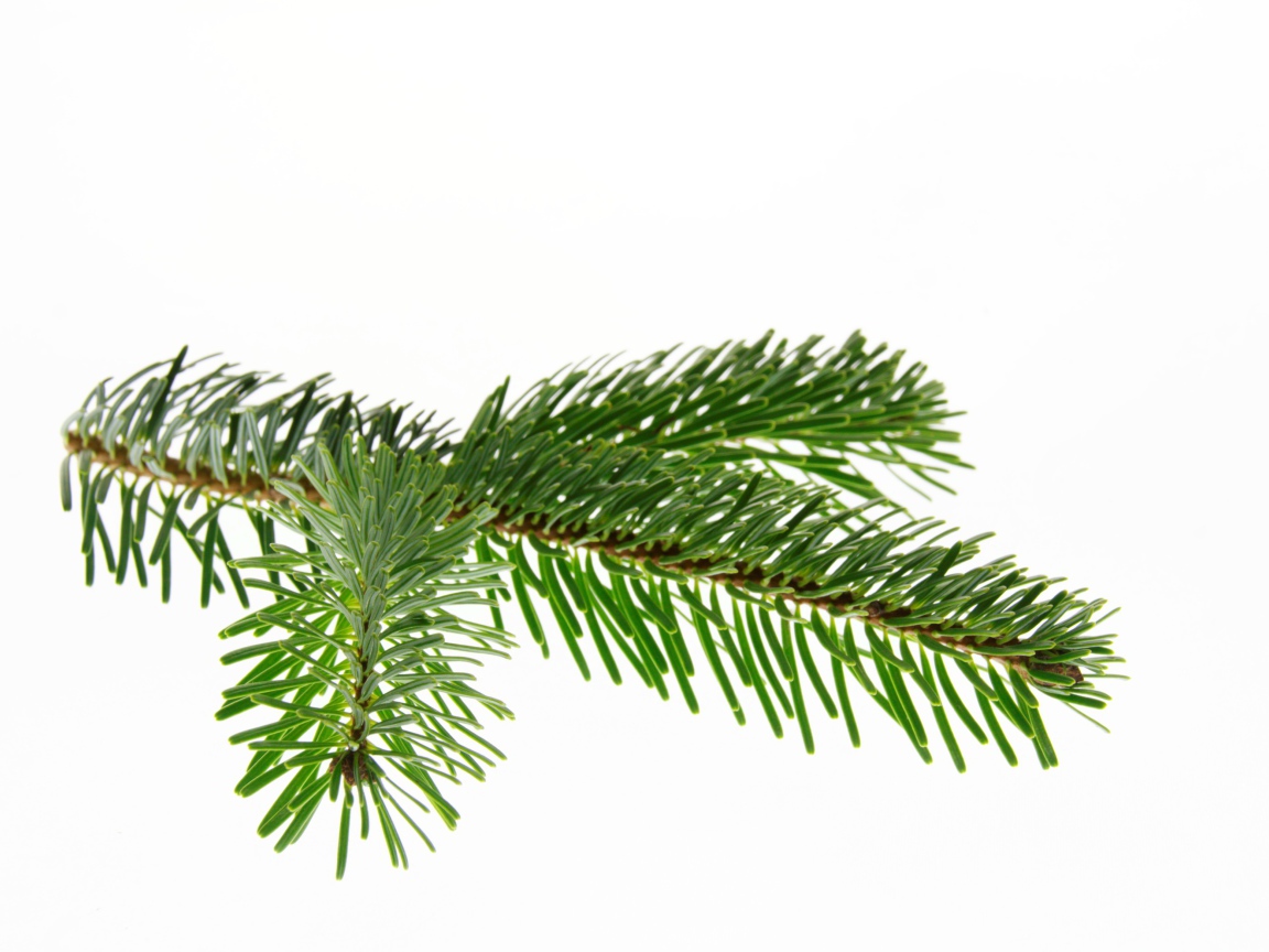 Зеленая ветка ели на белом фоне 