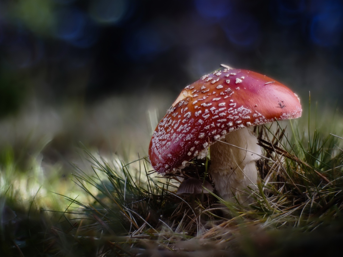 Большой красный мухомор растет на траве