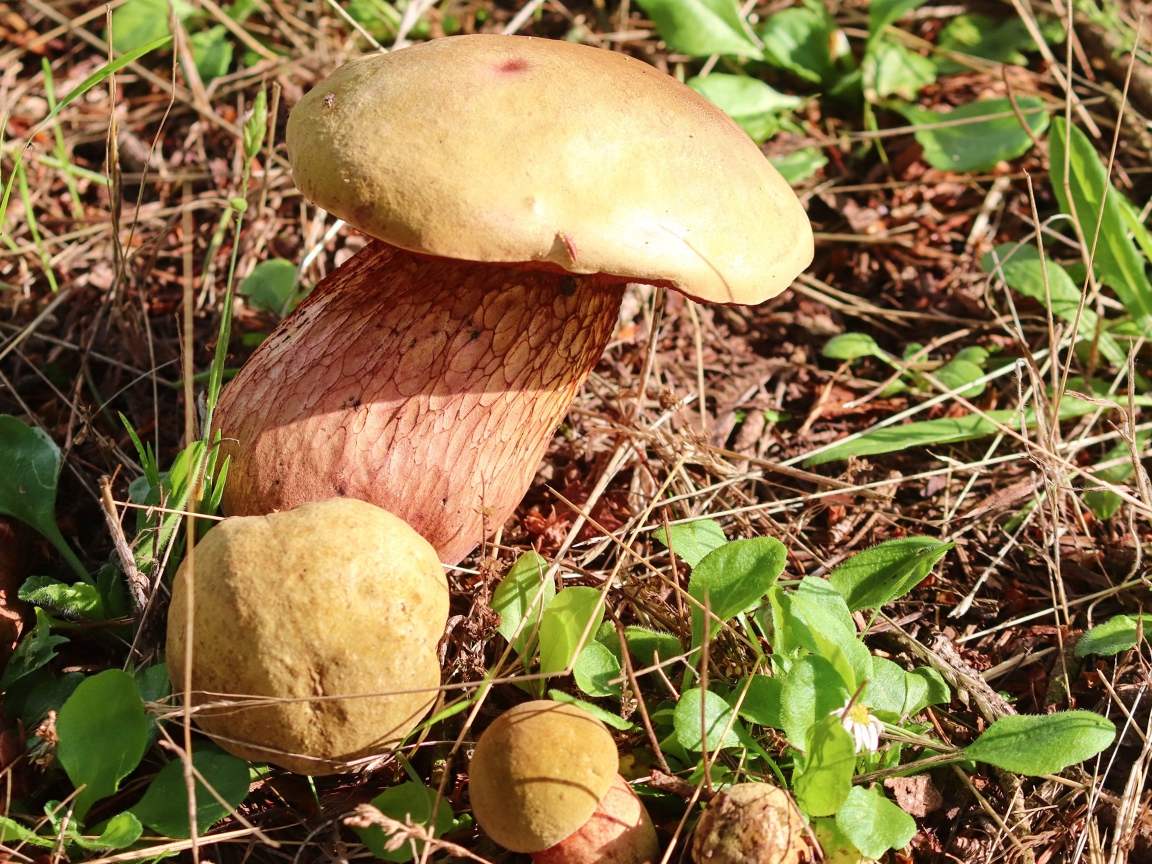 Большой белый гриб на траве в лесу