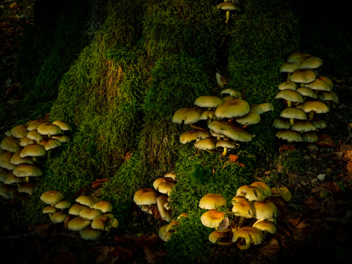 Много грибов на покрытом мхом дереве