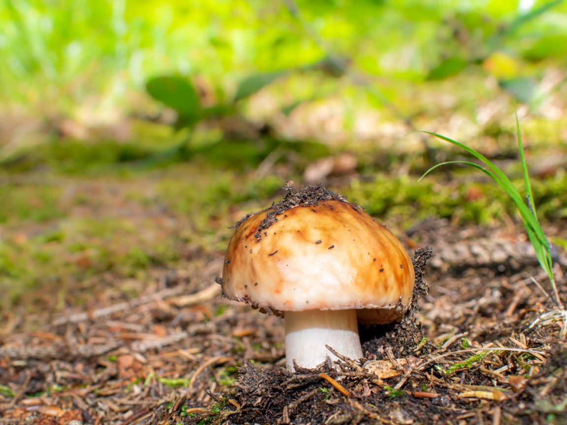 Гриб в земле в лесу