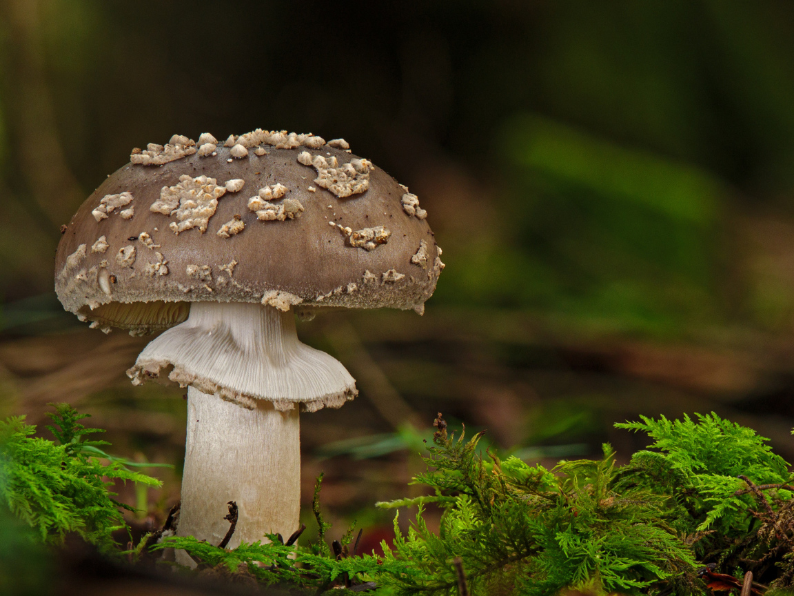Mushroom with green moss in the forest
