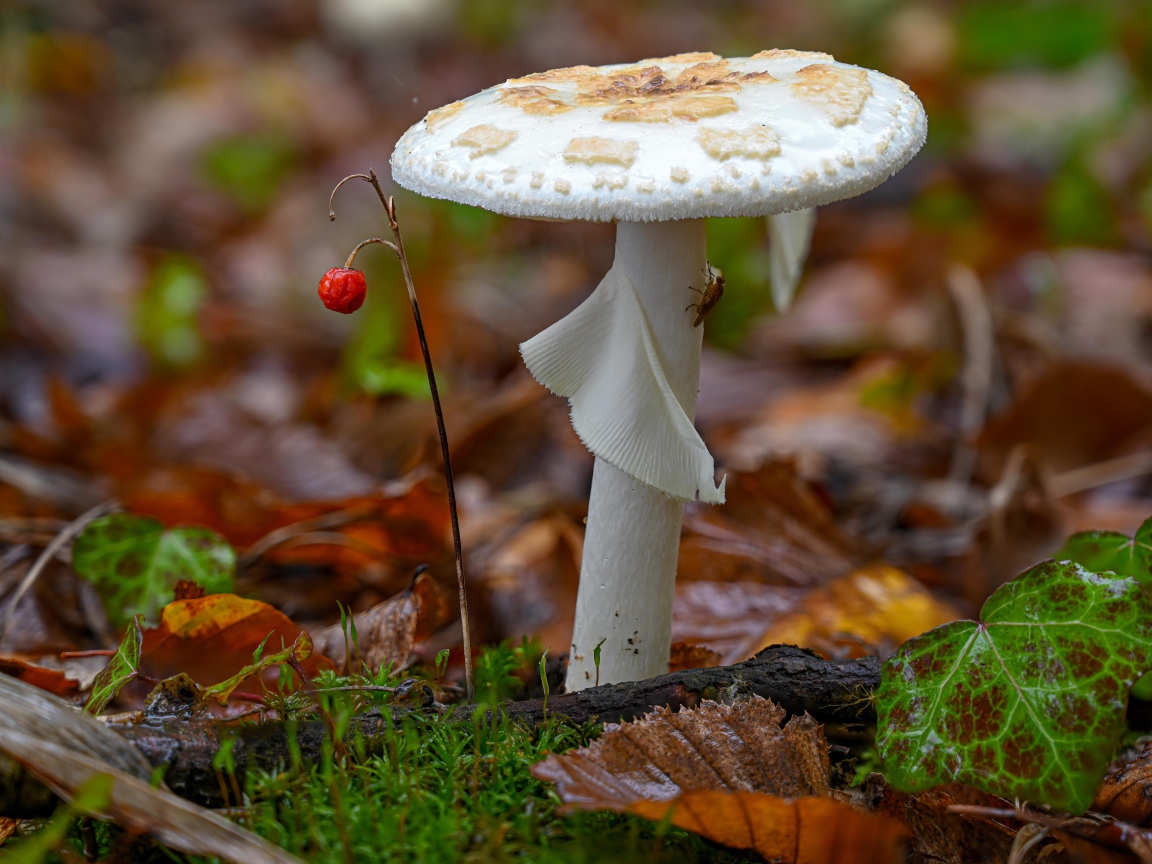 Белый гриб растет в лесу на опавшей листве 