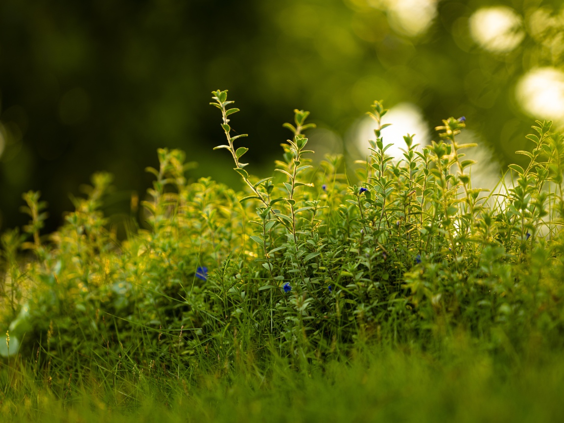 Густая зеленая трава летом 