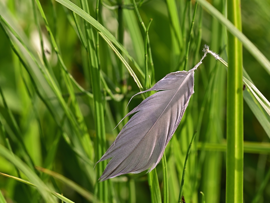 Серое перо лежит на зеленой траве 