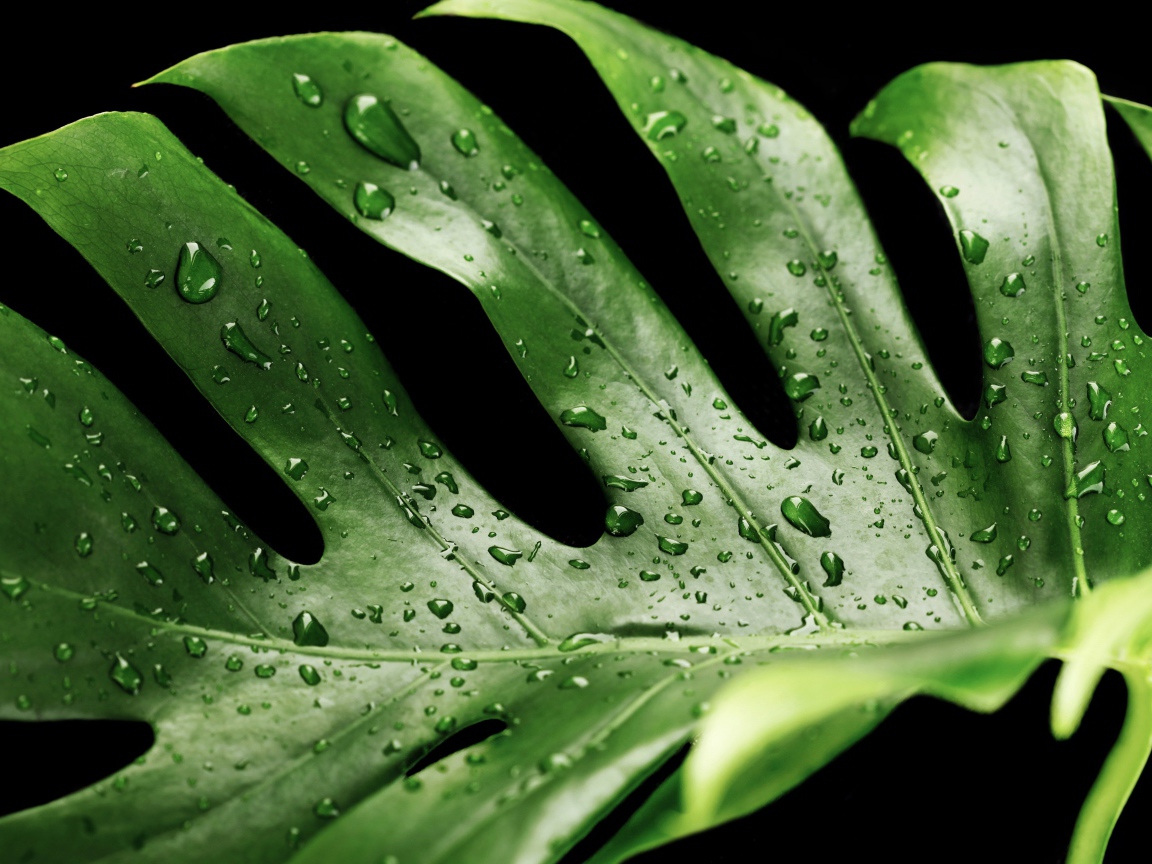 Большой зеленый лист в каплях воды на черном фоне 