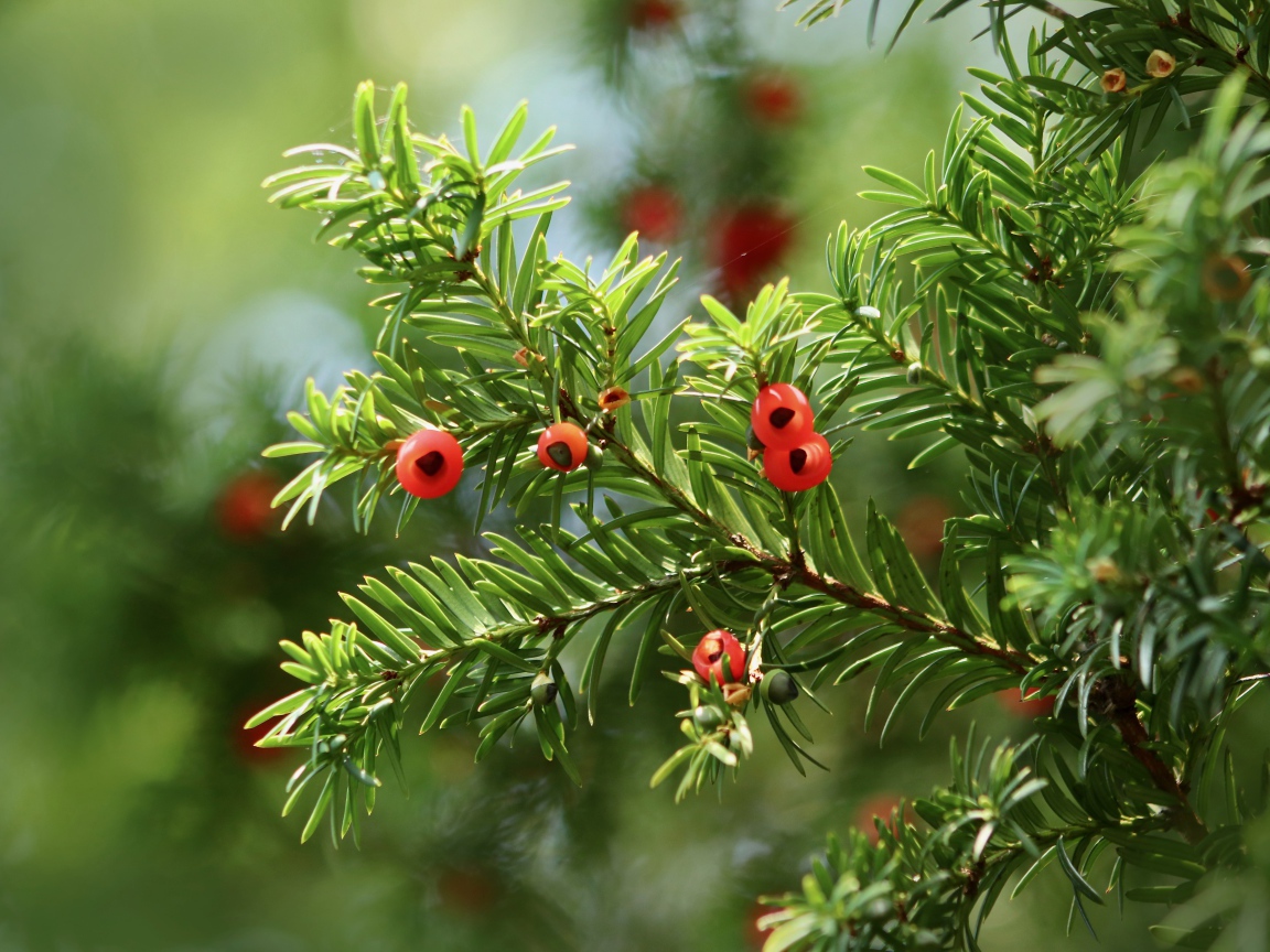 Red berries on a fir branch