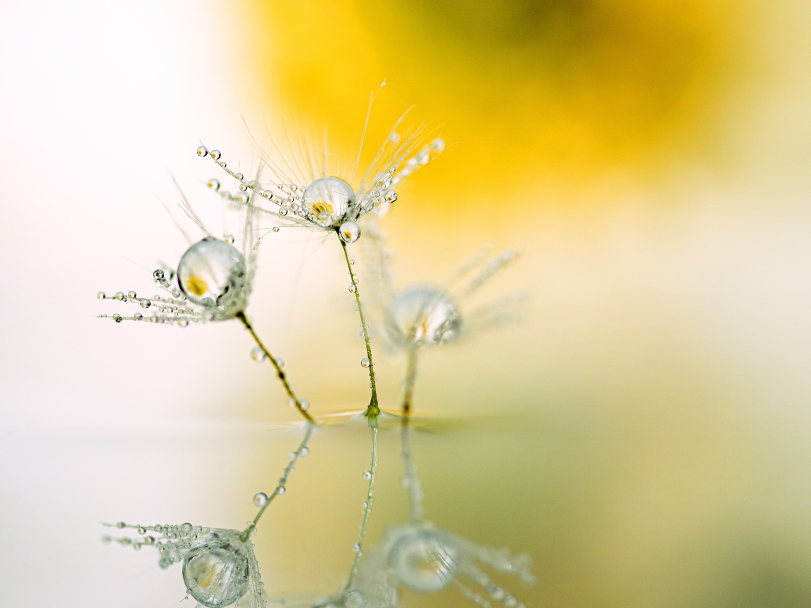 Белые пушинки одуванчика с каплями росы