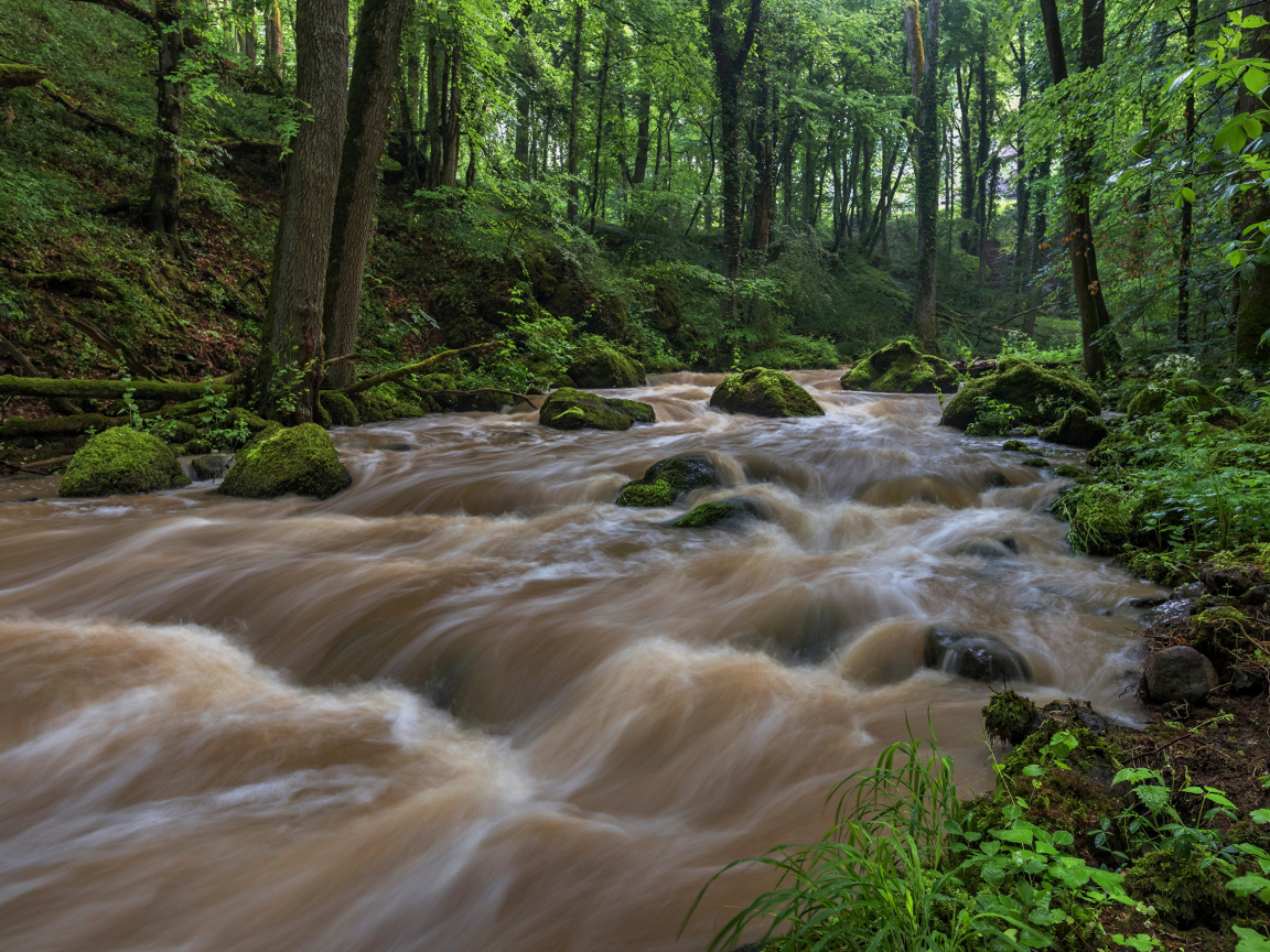 Быстрый поток реки в лесу
