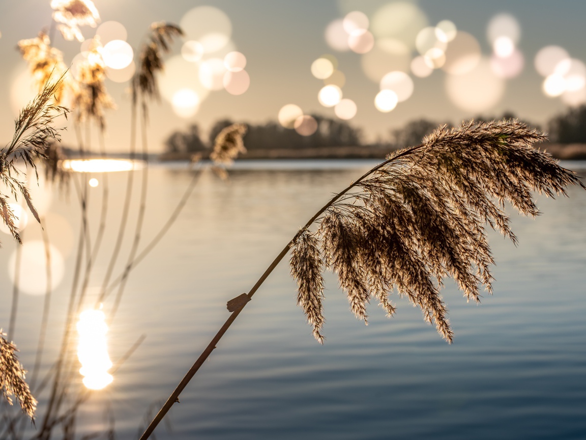 Камыши в пруду в лучах солнца на рассвете