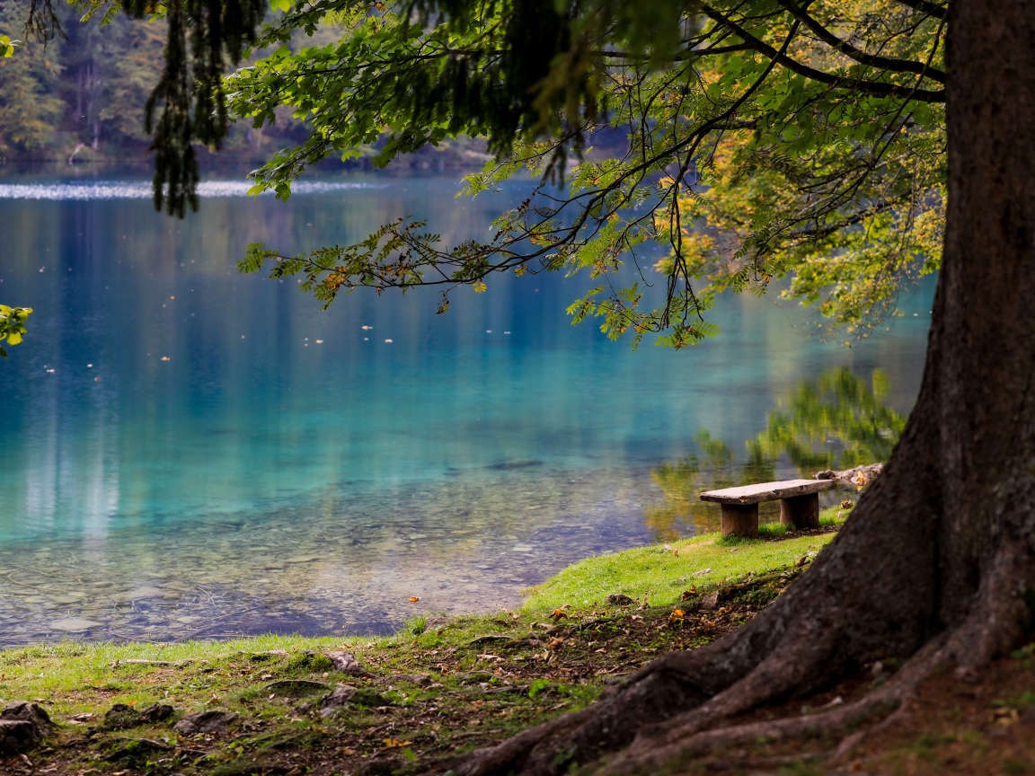 Лавка и деревья на берегу холодного озера