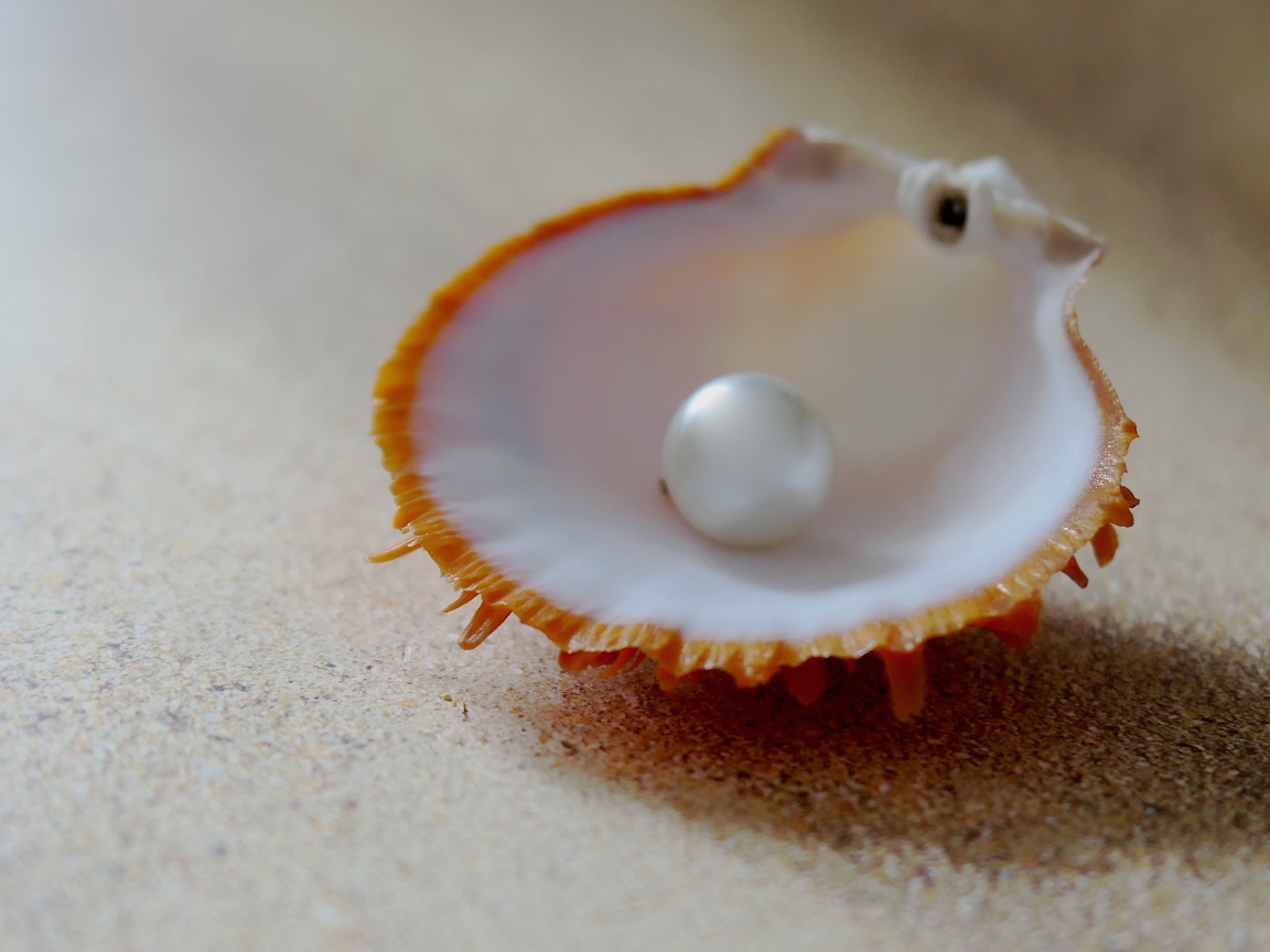 Морская ракушка с белой жемчужиной на песке