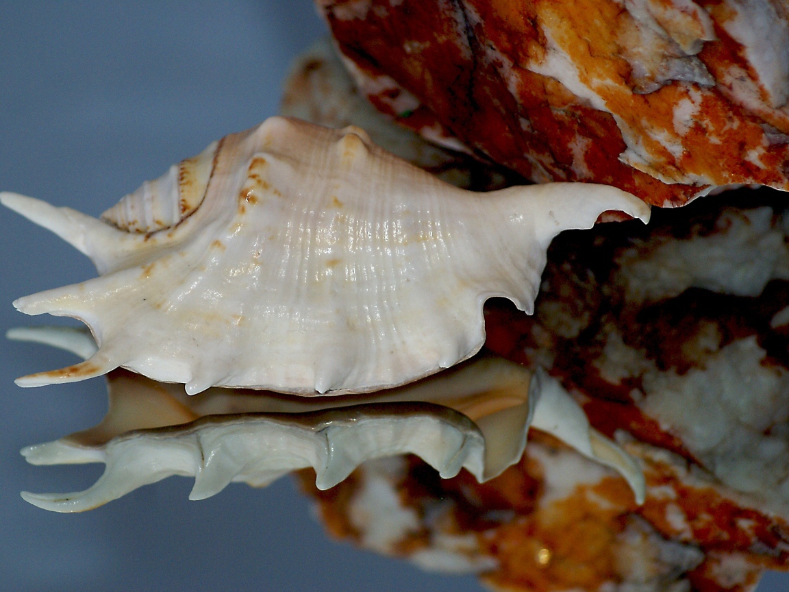 Белая ракушка отражается в зеркальной поверхности 