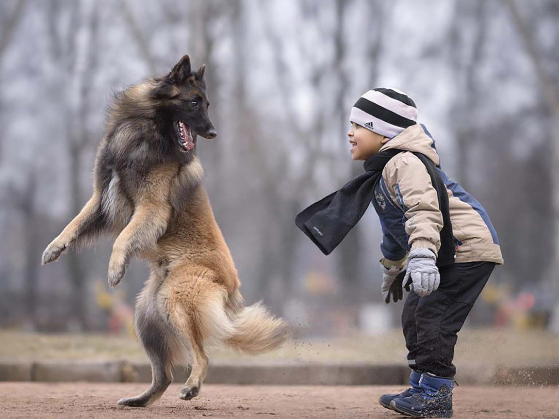 Маленький мальчик играет с овчаркой