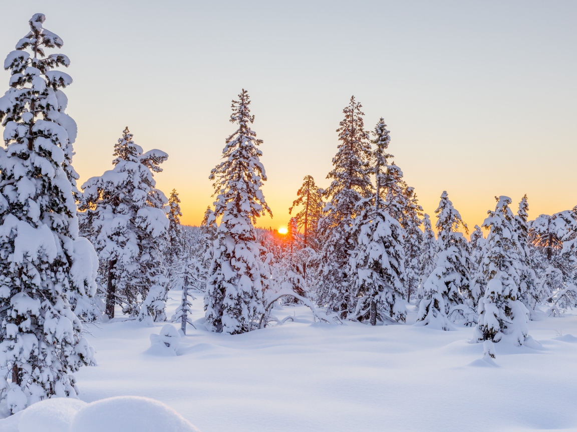 Tall snow-covered fir trees at sunset in winter