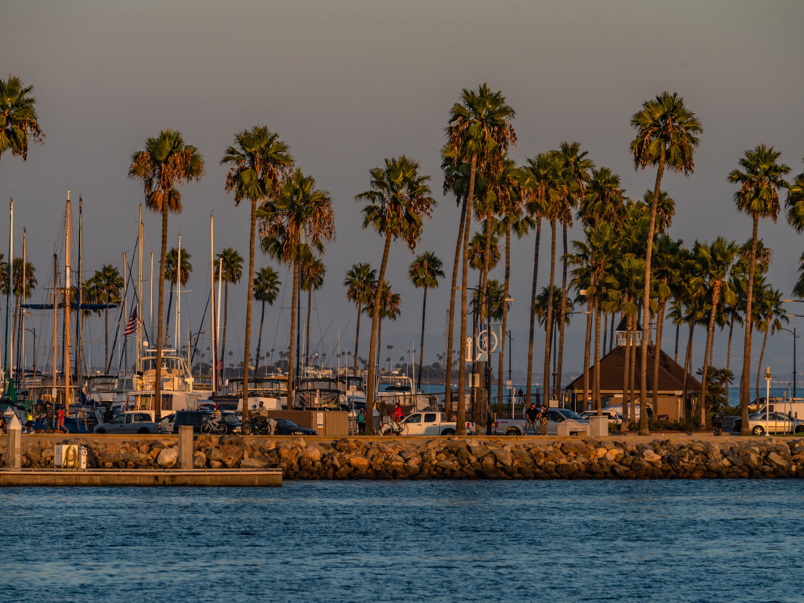 Высокие пальмы на берегу залива, США