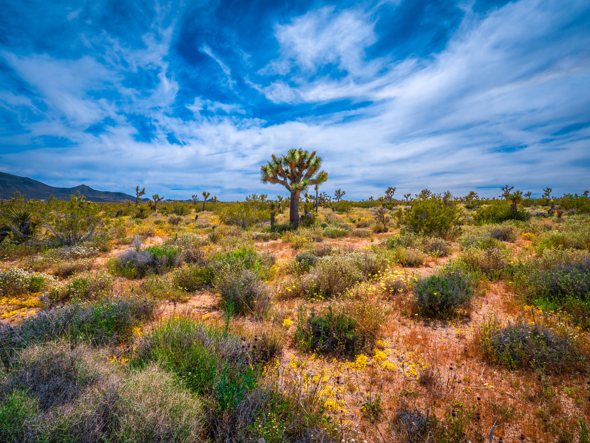 Колючие кактусы в национальном парке Калифорнии под красивым небом, США