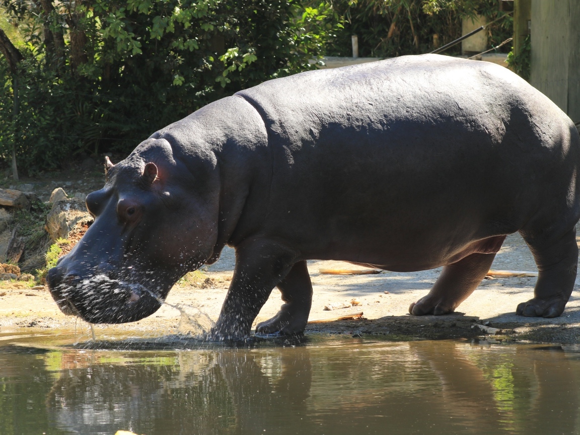 Большой гиппопотам идет по воде