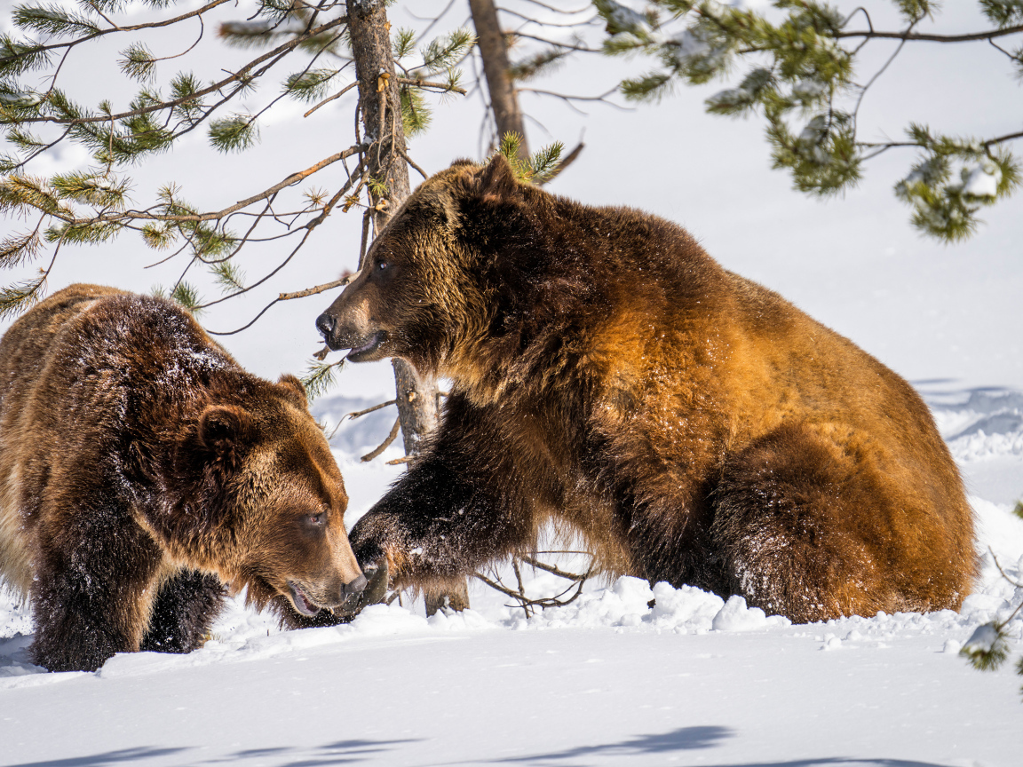 Два бурых медведя на снегу