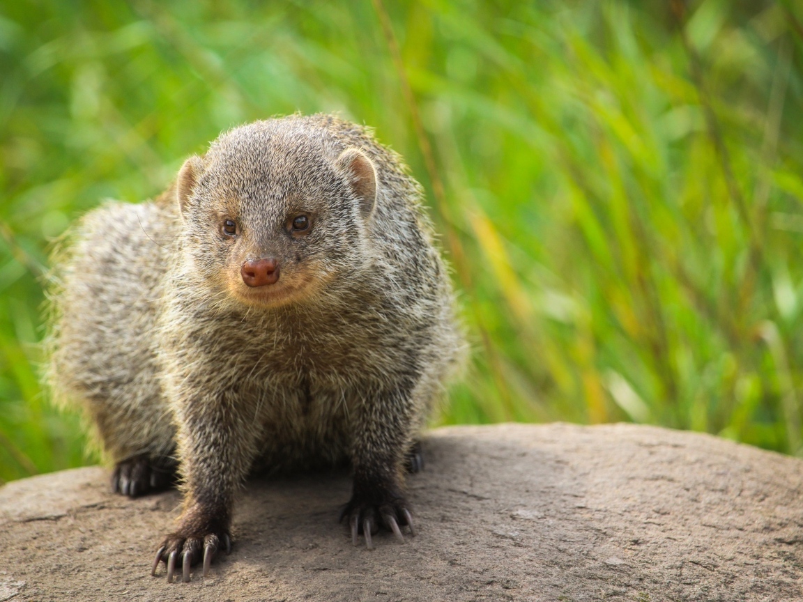 Большой серый мангуст сидит на камне