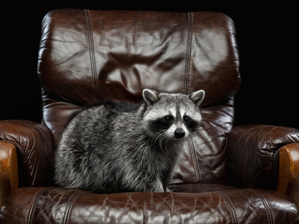 Большой серый енот на кожаном кресле