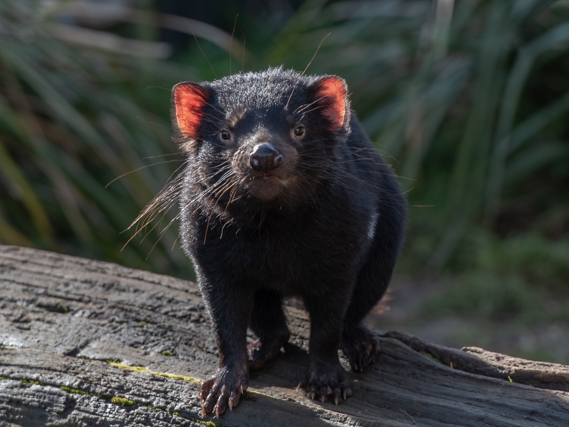 Черный тасманский дьявол вблизи