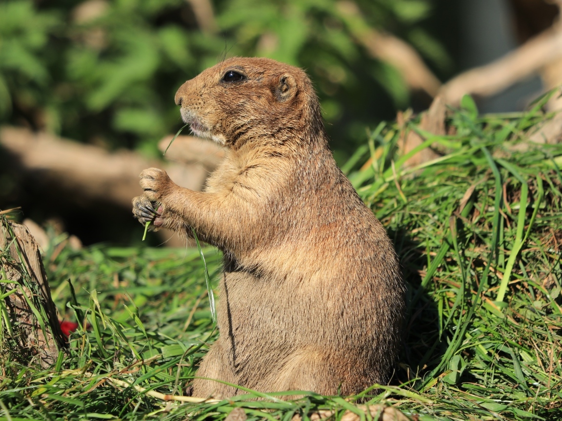 Луговая собачка грызет траву