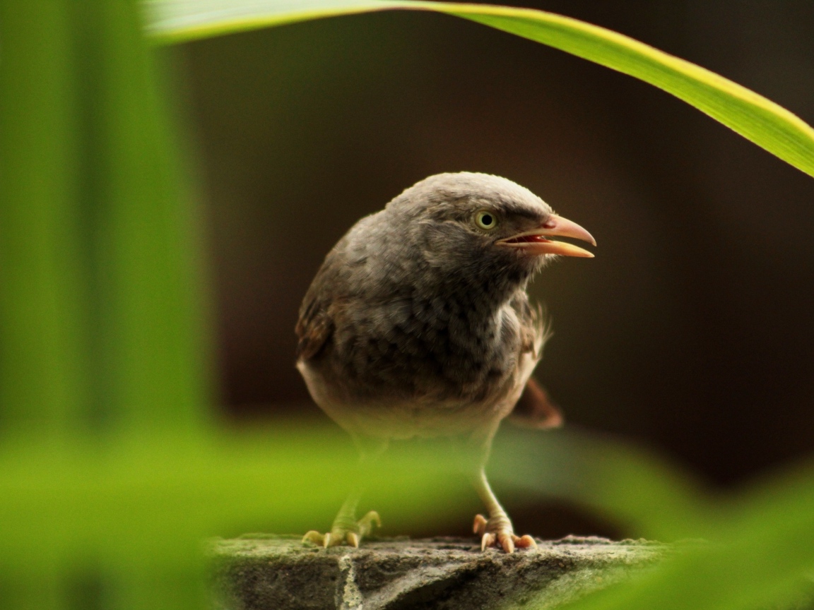 Черная птица сидит на камне в зарослях