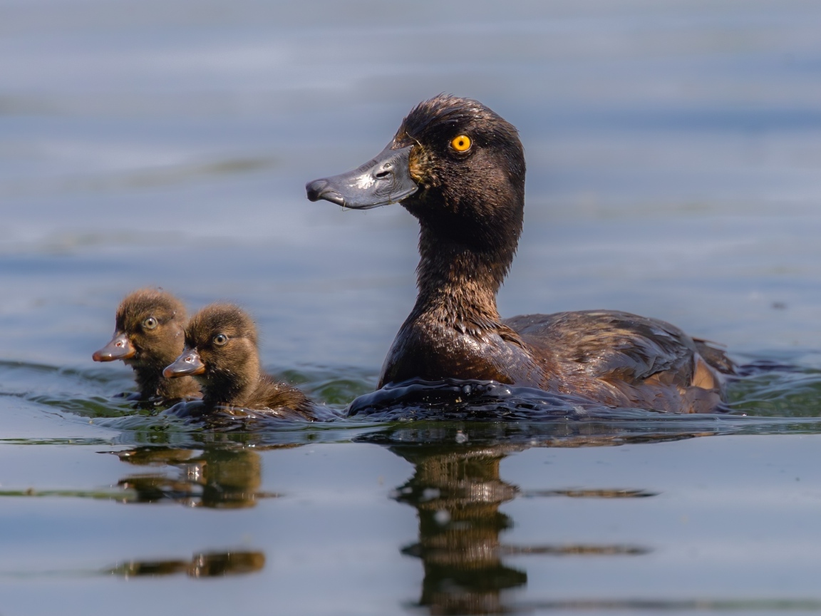 Утка в птенцами плывет по воде