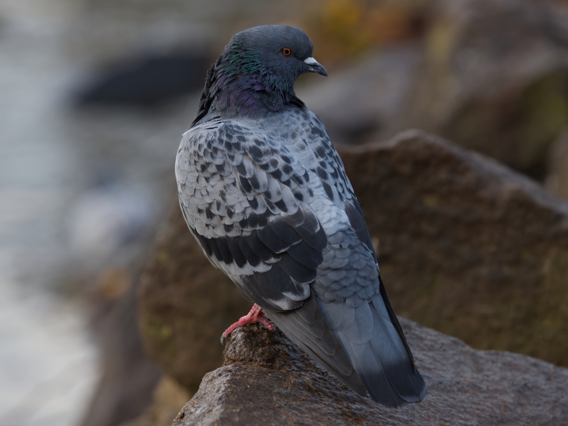Большой серый голубь сидит на мокром камне
