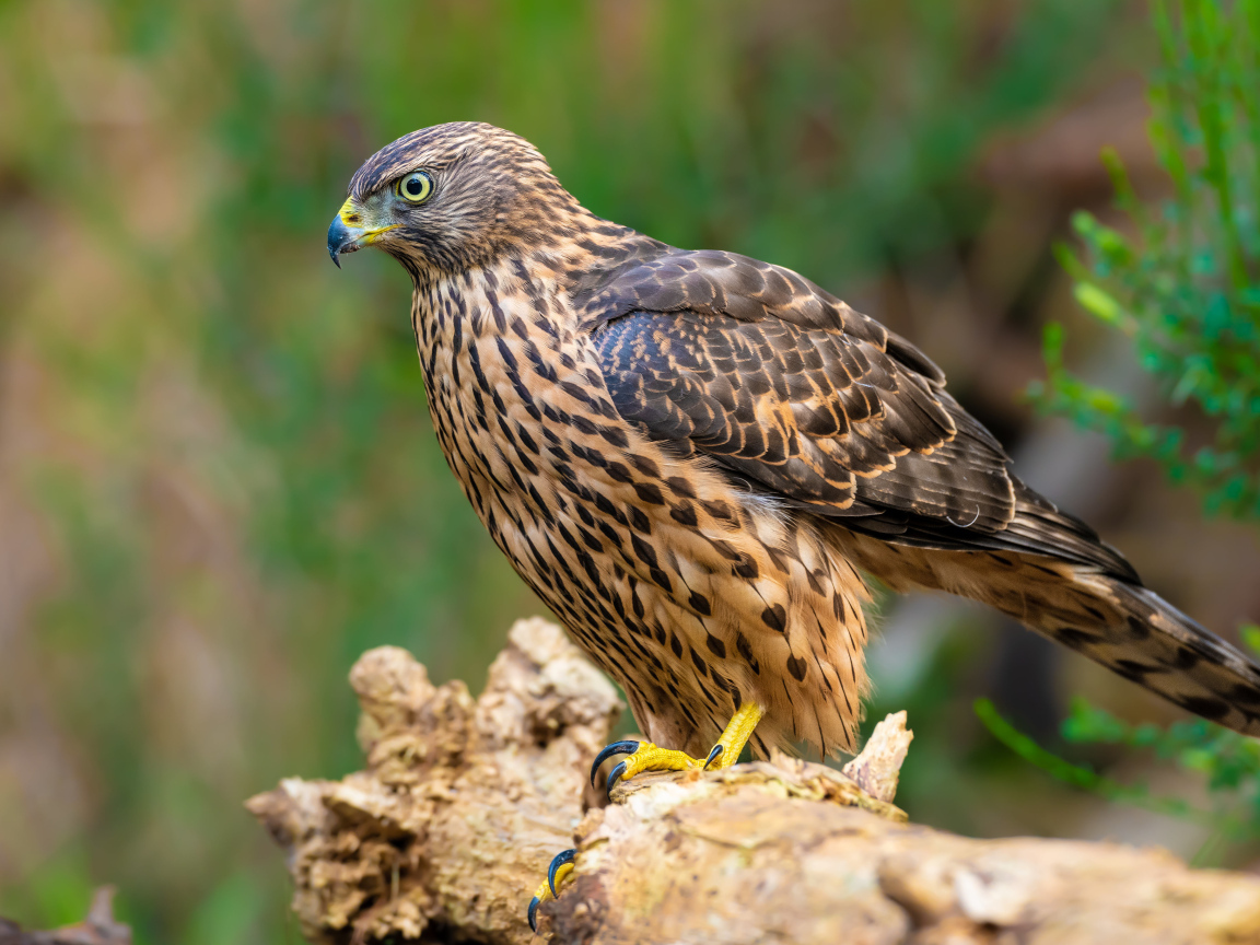 Большой ястреб с острым клювом сидит на ветке