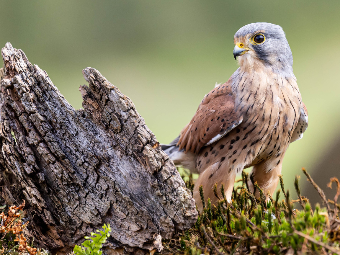 Большой хищный сокол сидит  у коряги