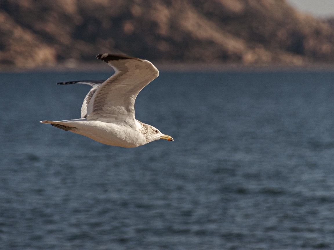 Большая белая чайка летит над морем