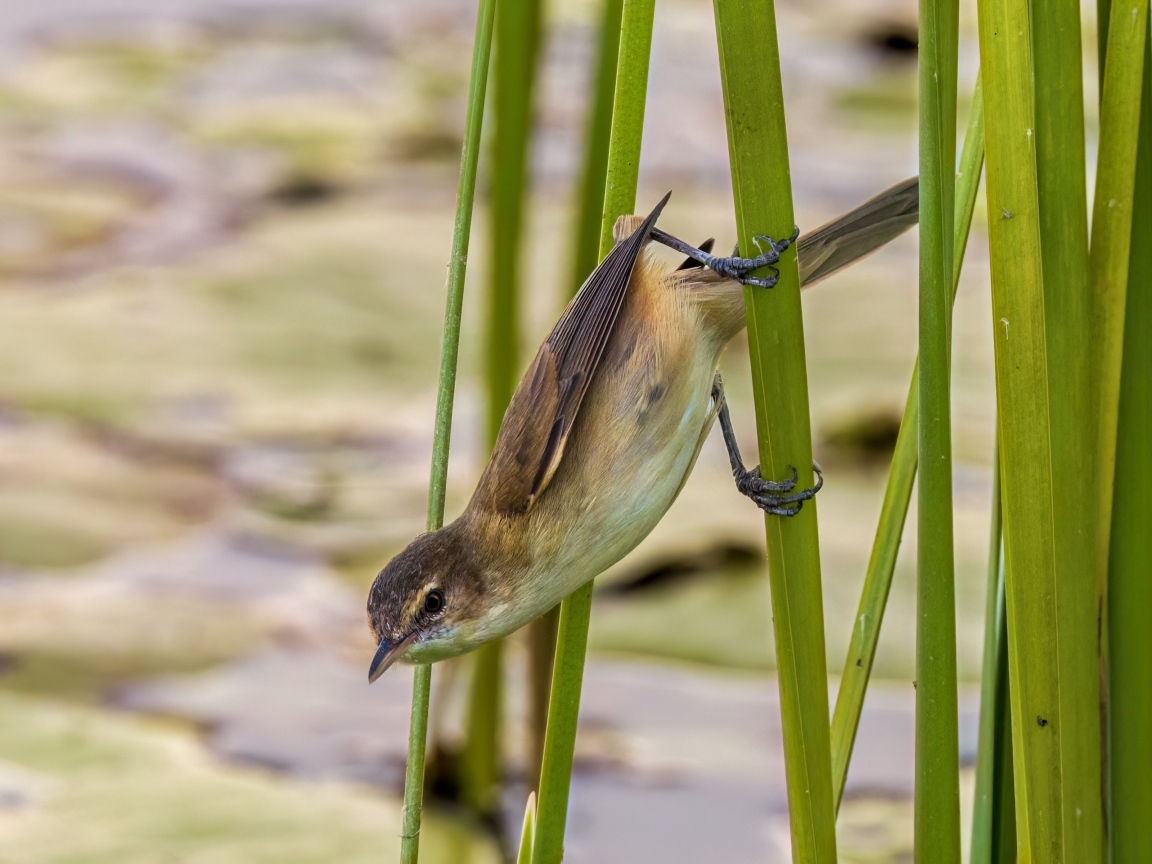 Маленькая птица иволга висит на зеленых камышах